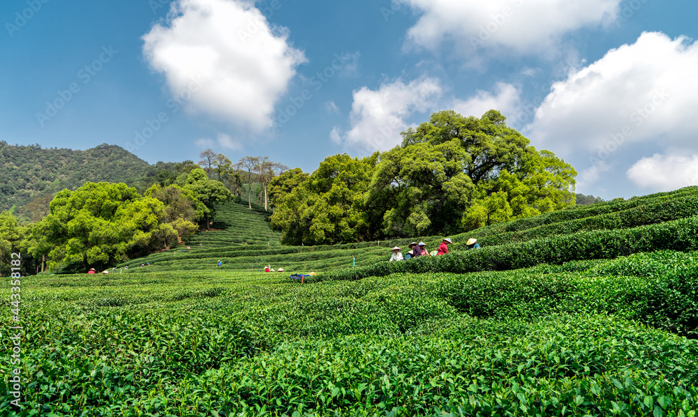 杭州西湖龙井茶山