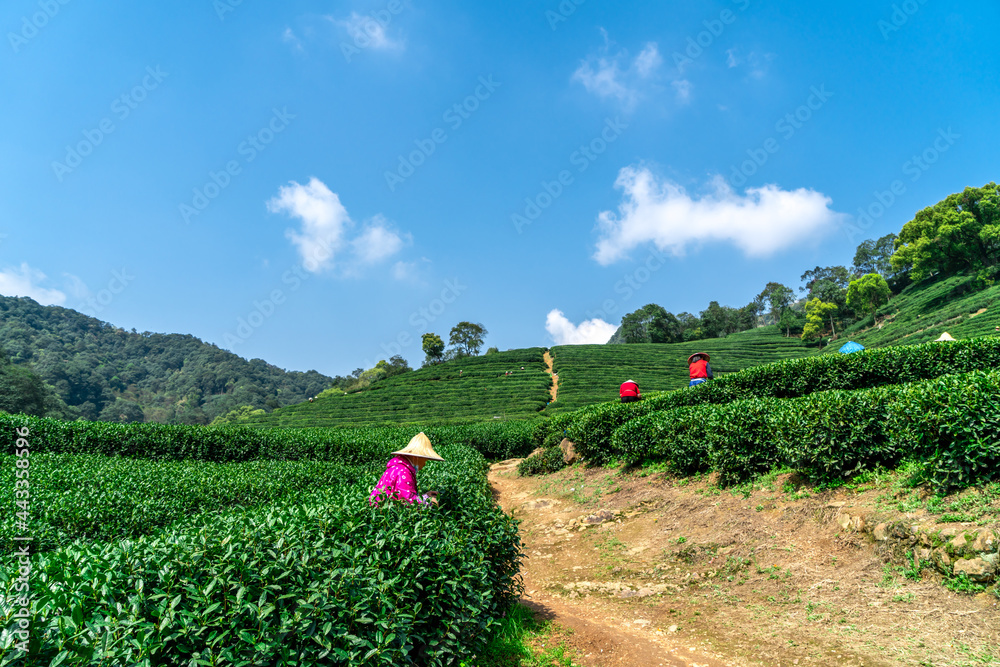 杭州西湖龙井茶山