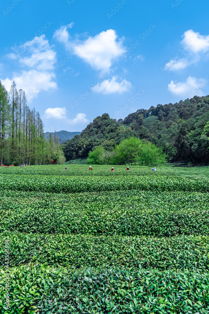 杭州西湖龙井茶山