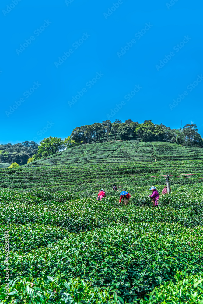 杭州西湖龙井茶山