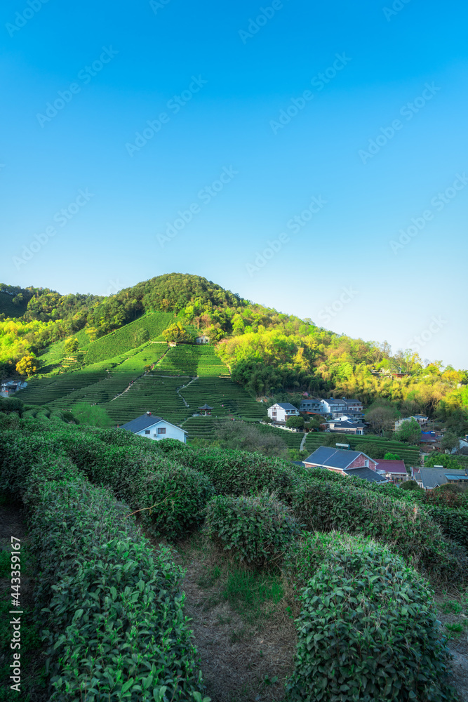 杭州西湖龙井茶山