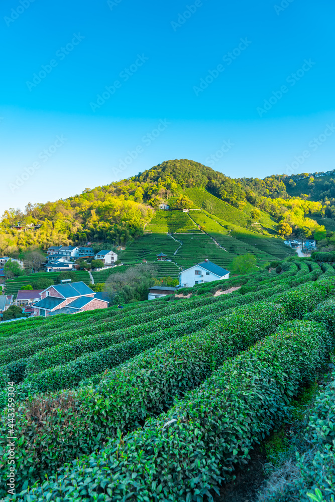 杭州西湖龙井茶山