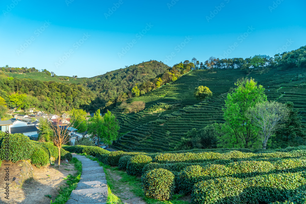 杭州西湖龙井茶山