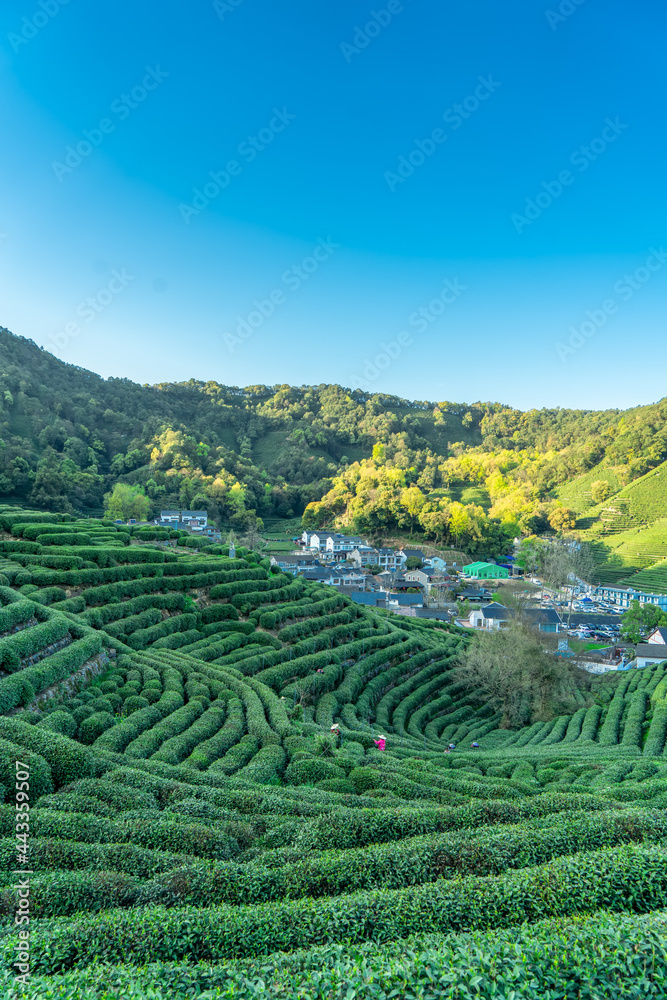 杭州西湖龙井茶山