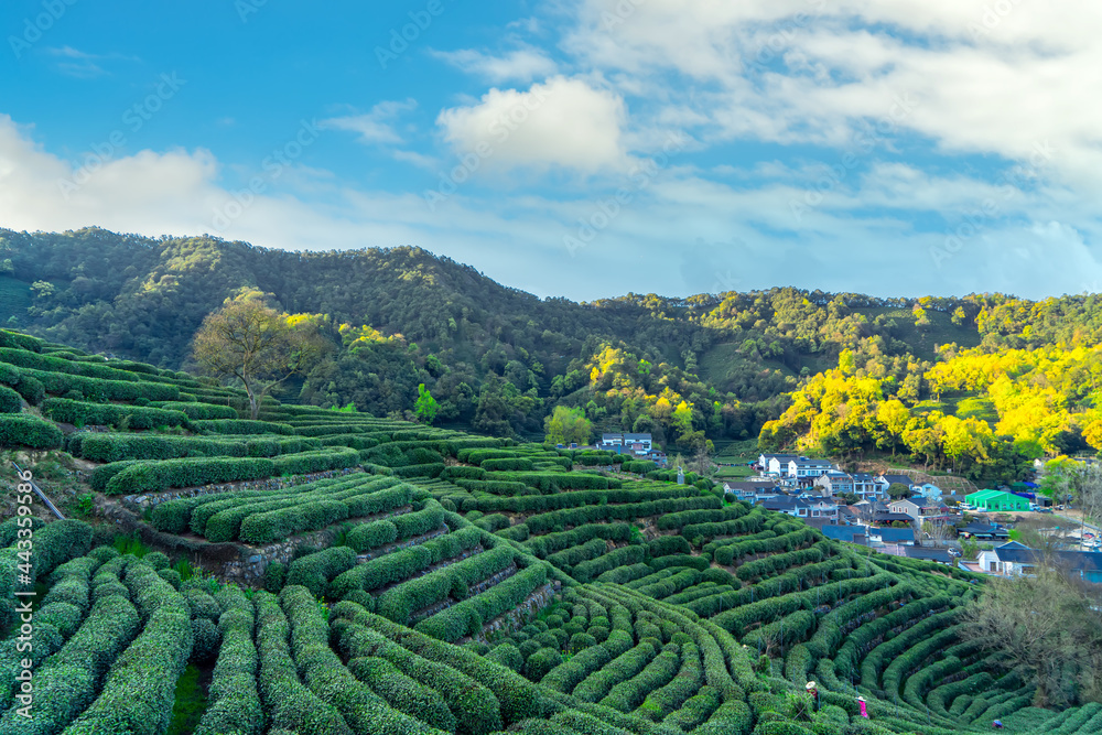 杭州西湖龙井茶山