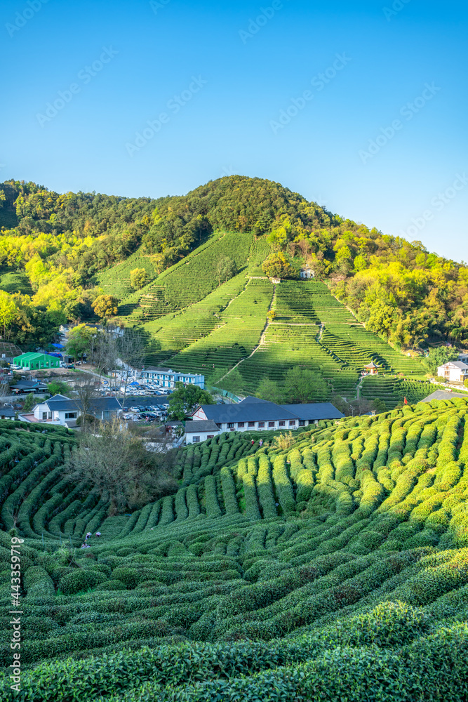 杭州西湖龙井茶山