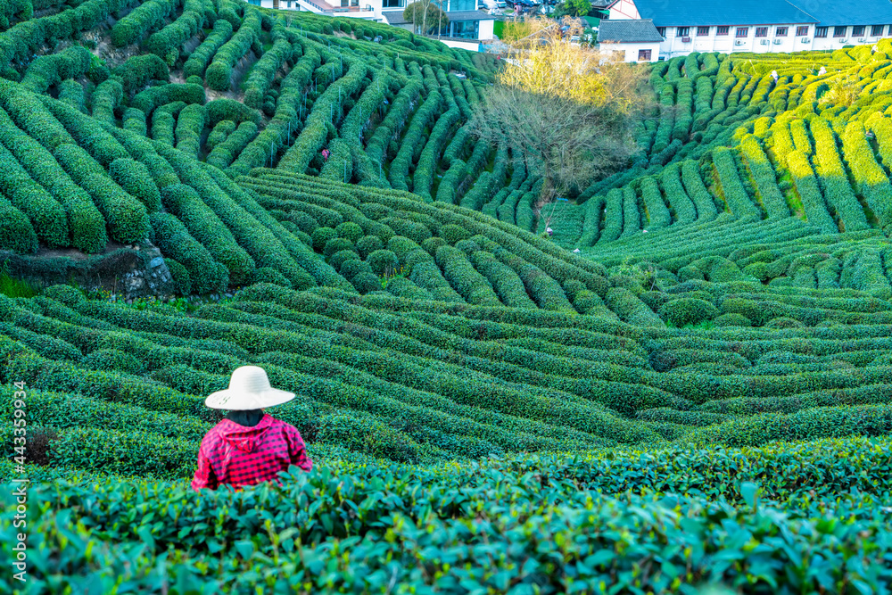 杭州西湖龙井茶山