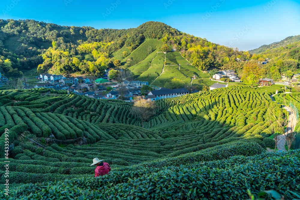 杭州西湖龙井茶山