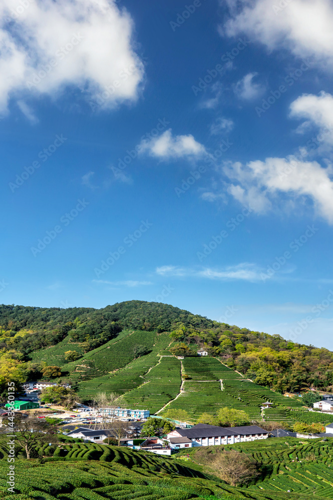 杭州西湖龙井茶山