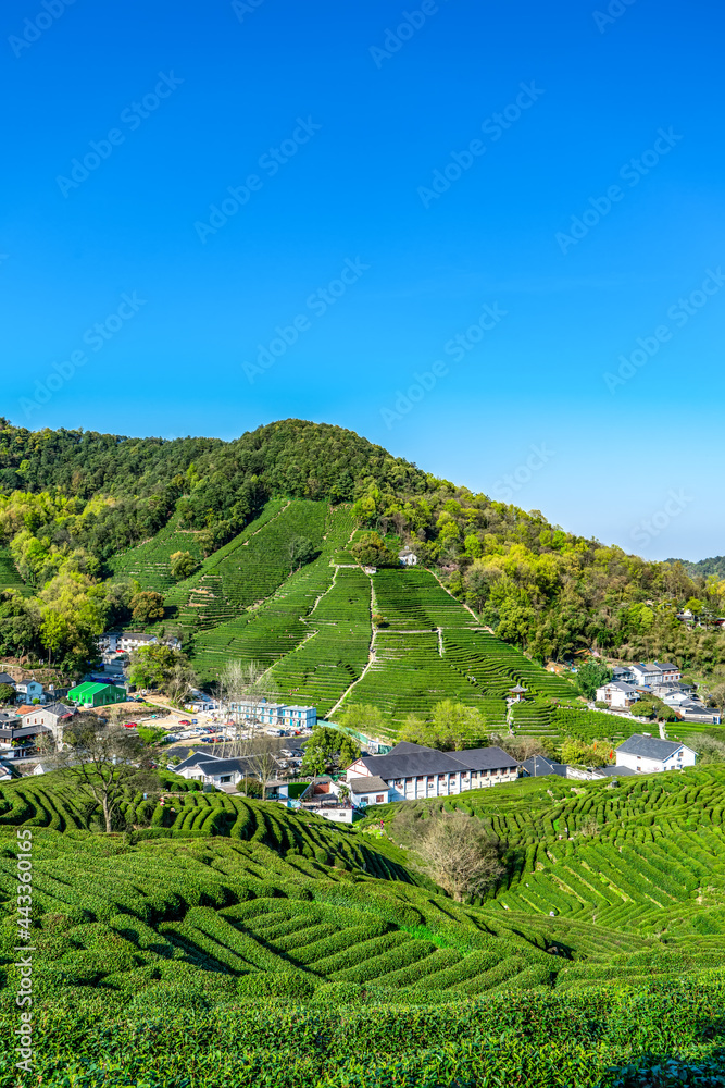 杭州西湖龙井茶山