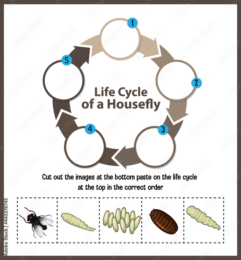 家蝇生命周期示意图