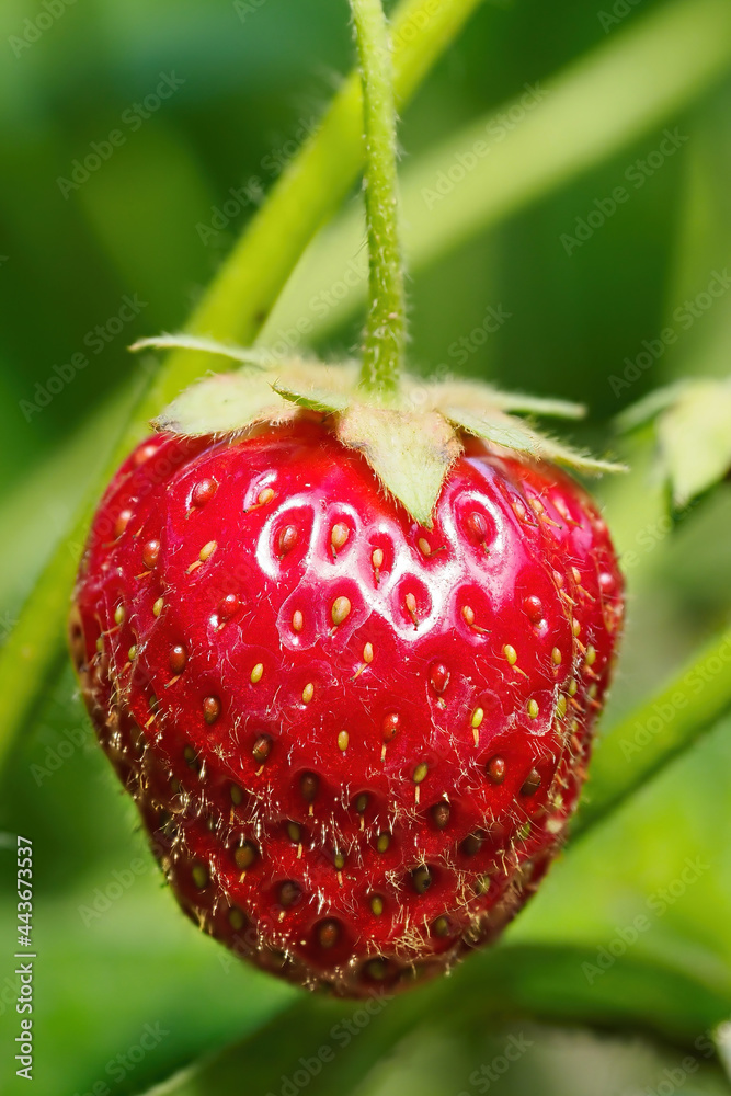 花园里正在茎上生长的红色成熟草莓的特写。绿色叶子的新鲜水果的细节。