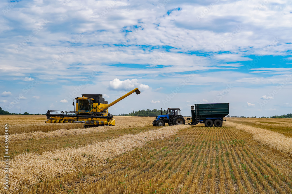 Big combine harvesting a gold wheat. Agricultural harvest farming.