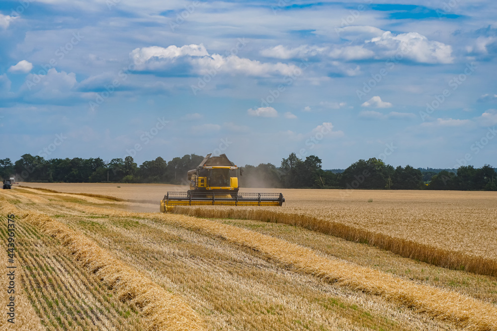 Harvesting golden summer wheat summer cereals. Combine food agriculture plants.