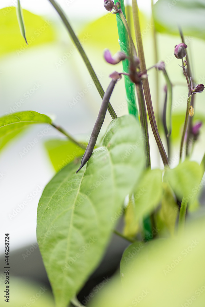 家里阳台花园里的一束紫色芦笋豆。特写。