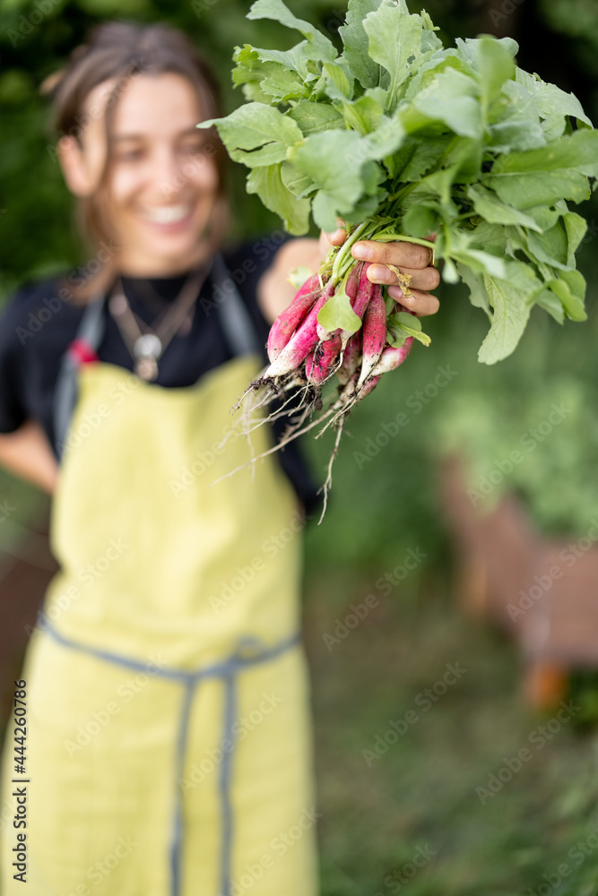 从家里的城市花园里手里拿着新鲜萝卜的女人。健康的有机食品、蔬菜、收割机