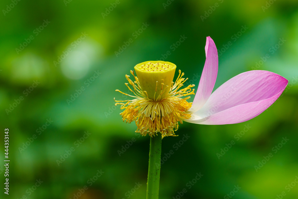 花园里的粉色莲花