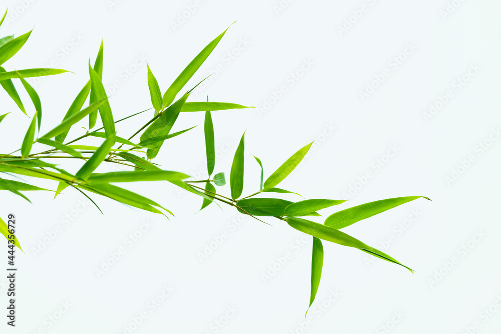 Green bamboo leaves