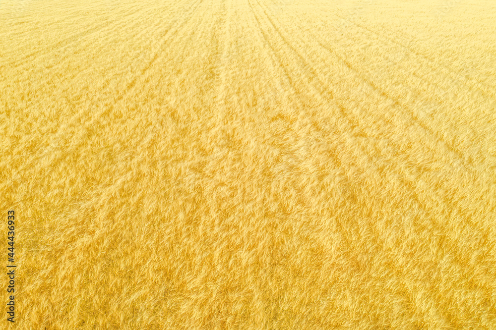 Field of ripe golden crops aerial shot, striped natural pattern