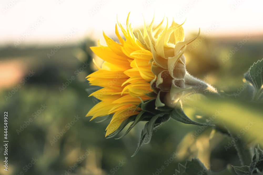 Blooming sunflower in the agricultural field. Close-up yellow sunflower illuminated by warm yellow r