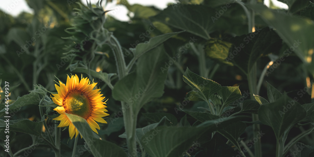 Blooming sunflower in an agricultural field. Yellow sunflower on a background of green foliage and s