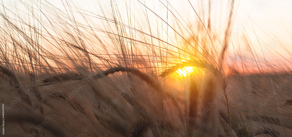 Close up of rye ears, field of ripening rye in a summer day. Sunrise or sunset time