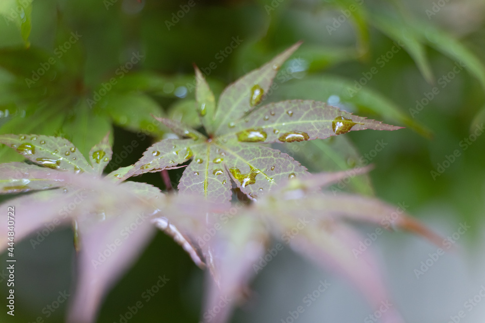 water drops on a leaf