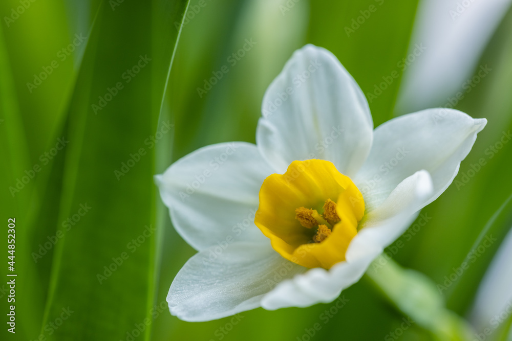 水仙花（水仙花）绽放特写