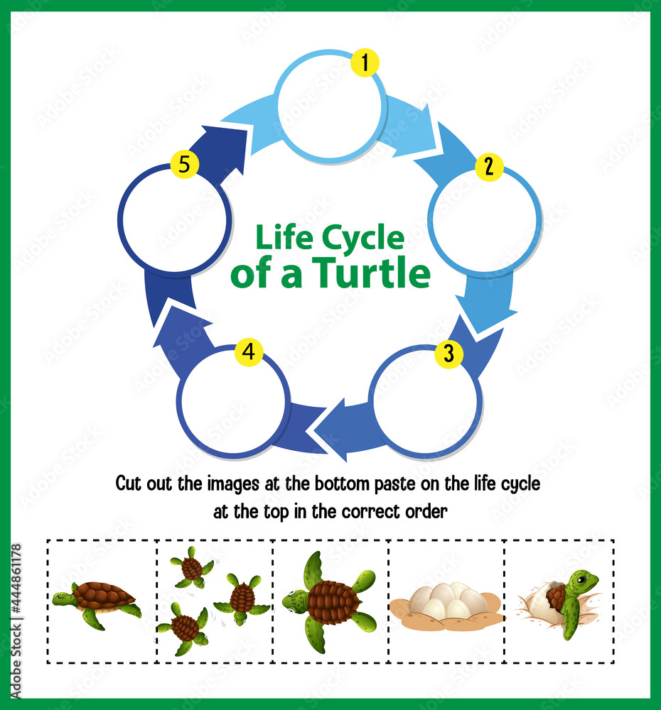 海龟生命周期示意图