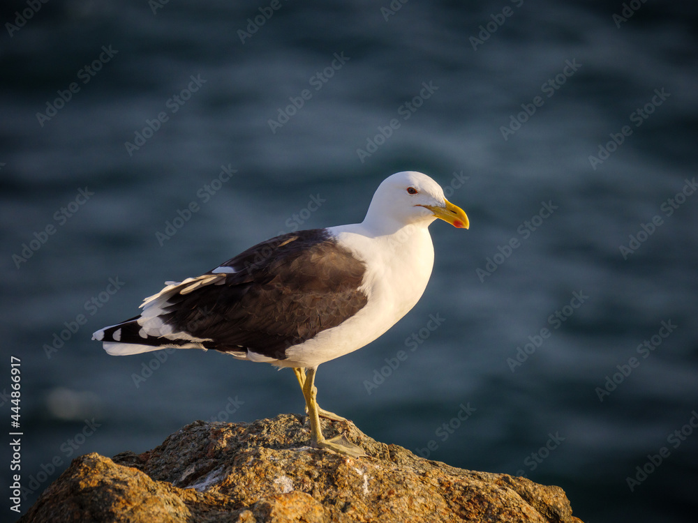 凯尔普海鸥（Larus dominicanus）站在南非西开普省花园公路上的岩石海岸上