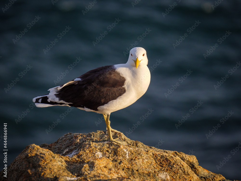 Kelp gull (Larus dominicanus) standing on a rocky shore on the garden Route. Western Cape. South Afr