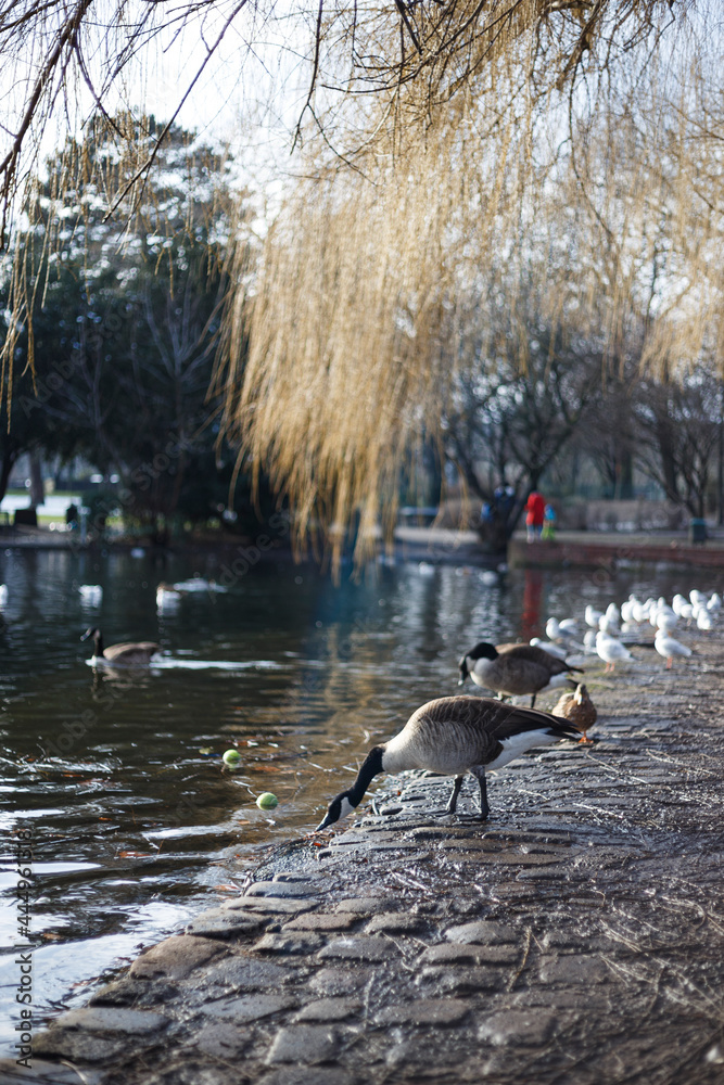 Gooses at Pond in a park in Cologne Mülheim