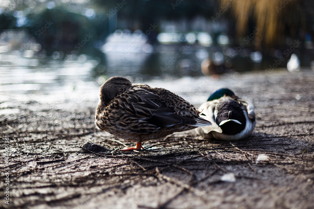 Ducks sleeping at Pond in a park in Cologne Mülheim