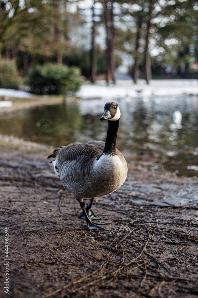 Goose walking at Pond in a park in Cologne Mülheim