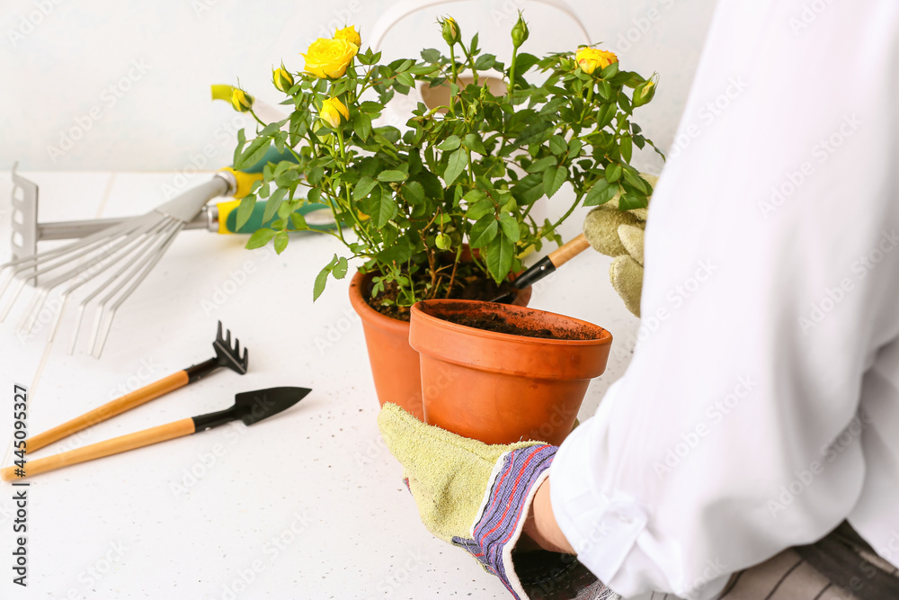 Woman repotting rose at home