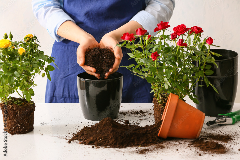 Woman repotting rose at home