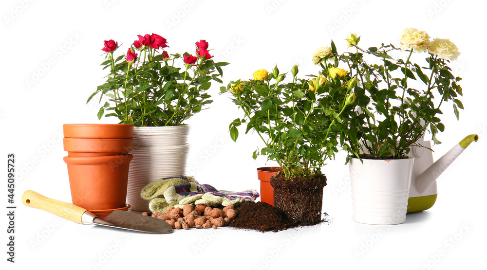 Rose plants and gardening supplies on white background