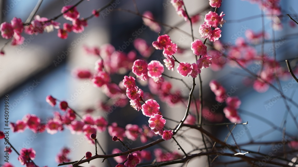 美丽的春天景色，春天野花盛开