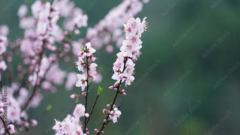 The beautiful spring view with the colorful flowers blooming in the wild field in spring