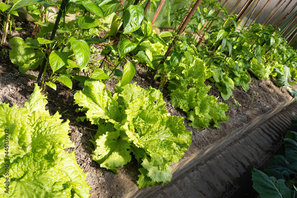 Fresh ripe heads of lettuce cabbage (Lactuca sativa) in homemade greenhouse plot. Vegetable patch wi