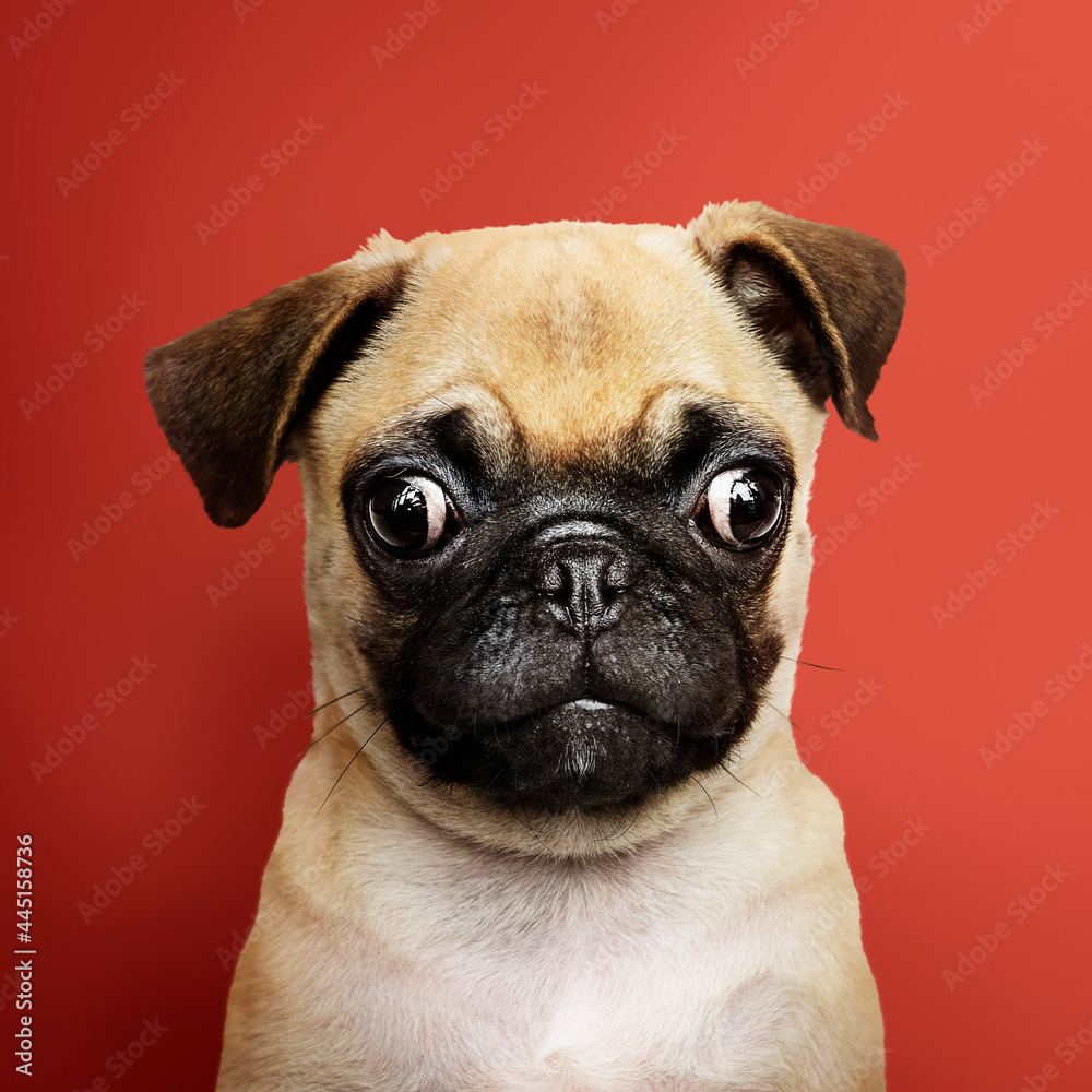 Adorable Pug puppy solo portrait