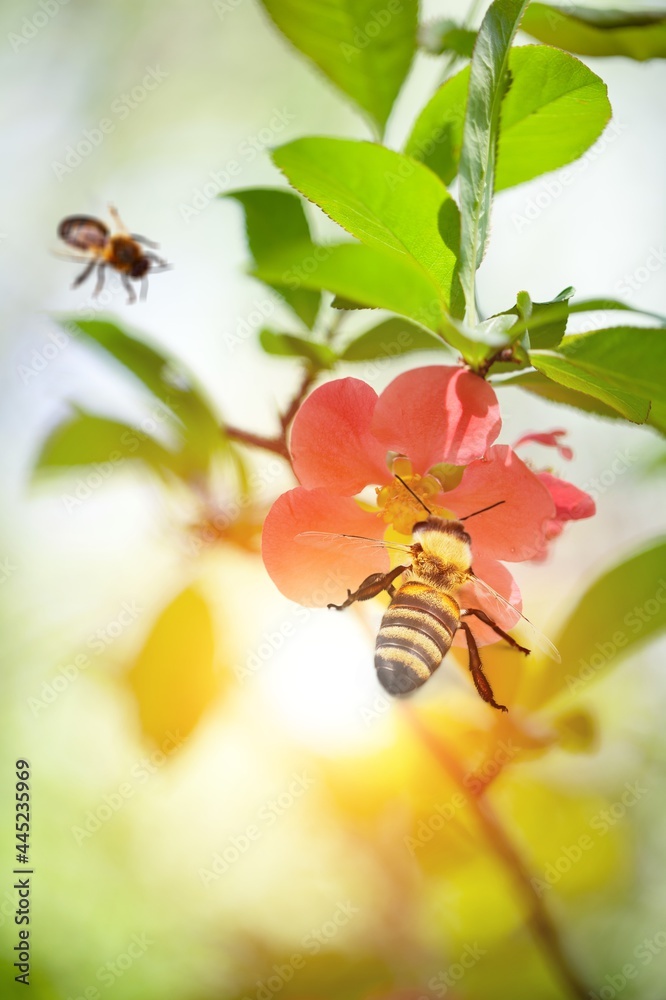 蜜蜂。