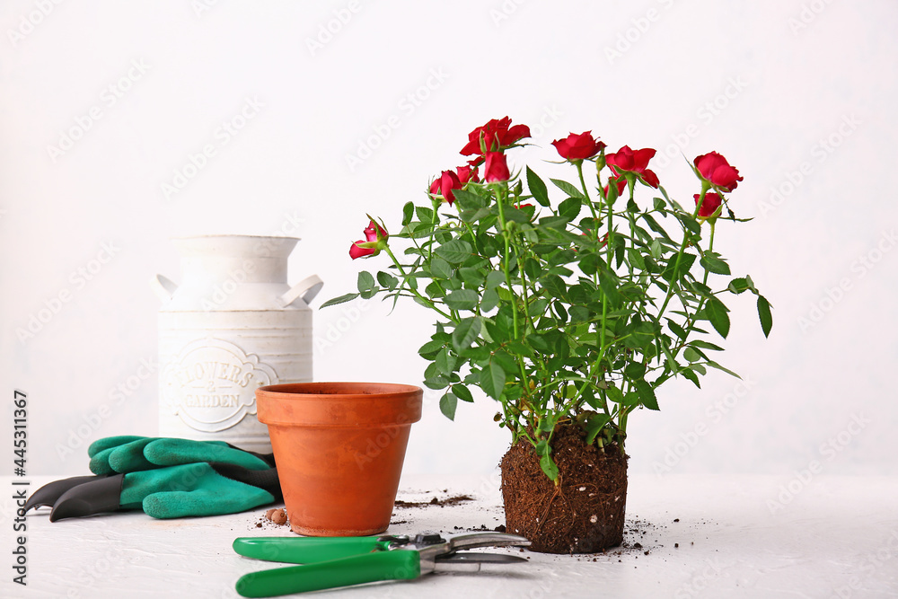 Rose plant and gardening supplies on white table