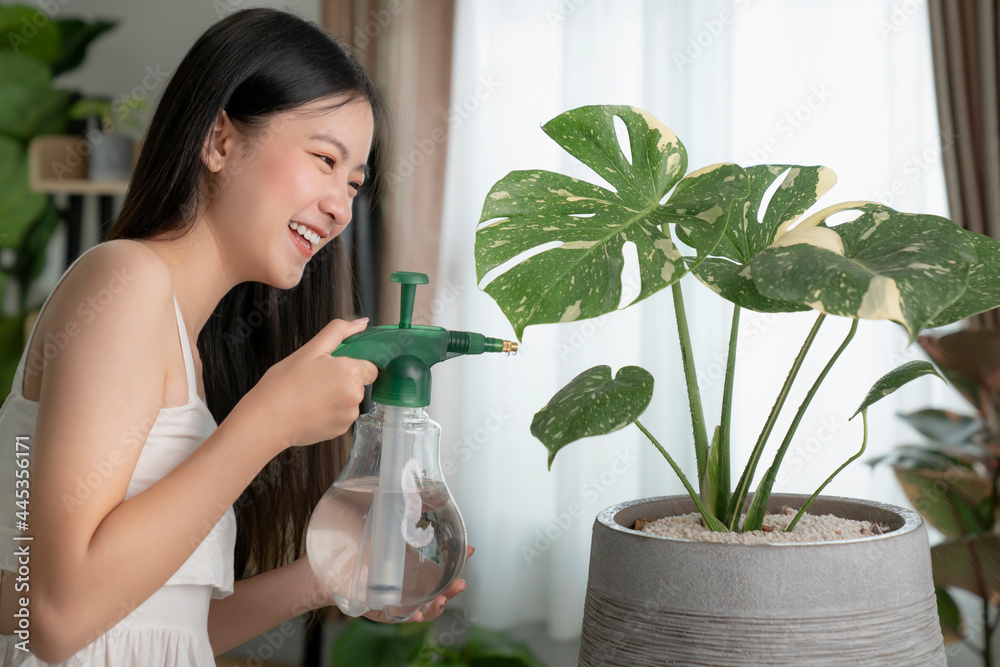 年轻的亚洲女人在花盆里喷洒植物