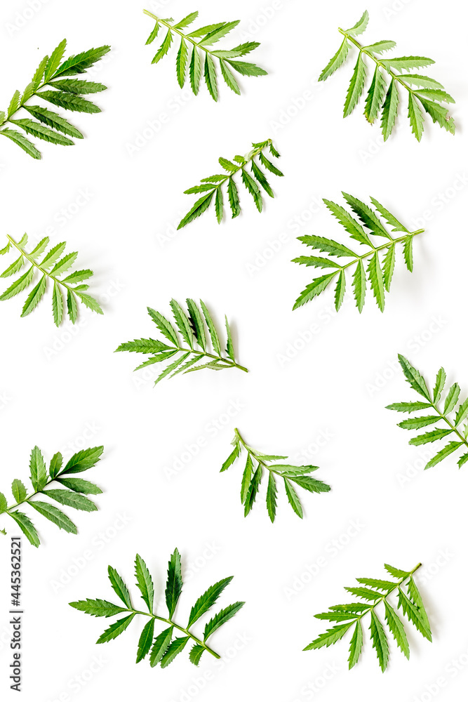 Green leaf branches isolated on white. Top view