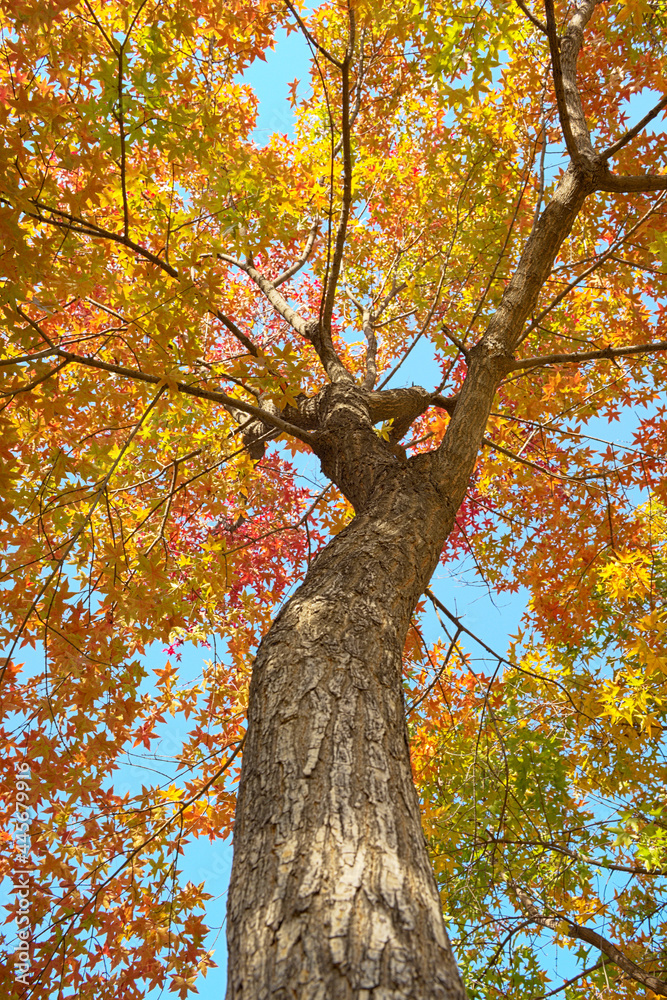 Low angle view of a tall maple tree with red and yellow leaves in the autumn