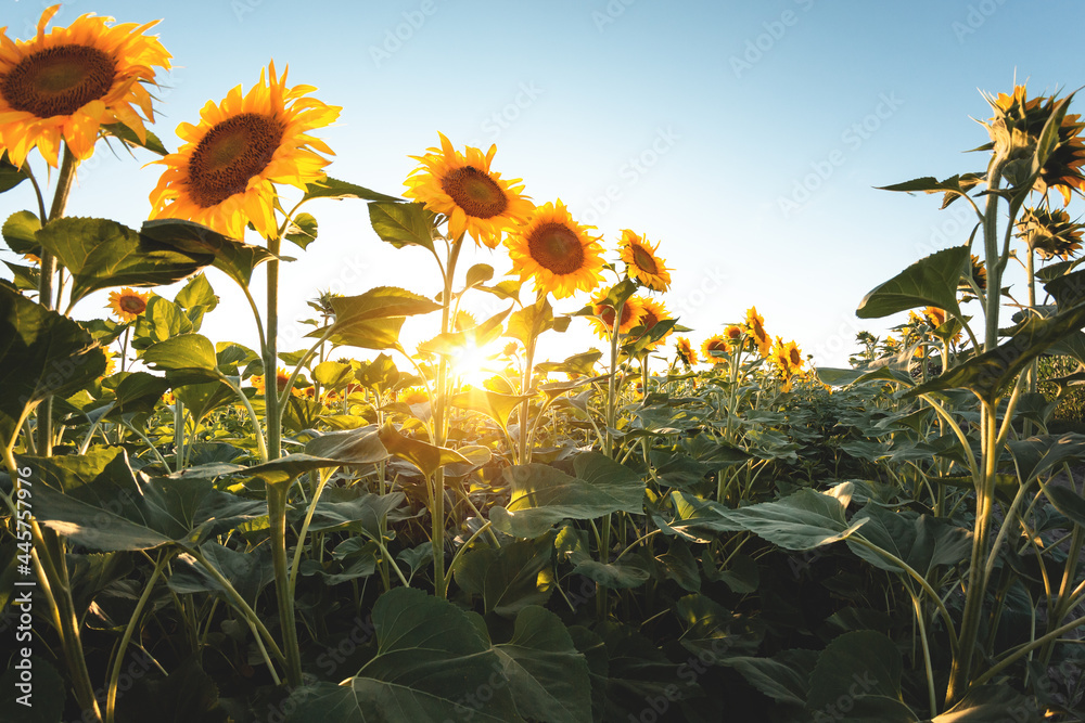 Blooming sunflowers. Large agricultural field of sunflowers at sunset