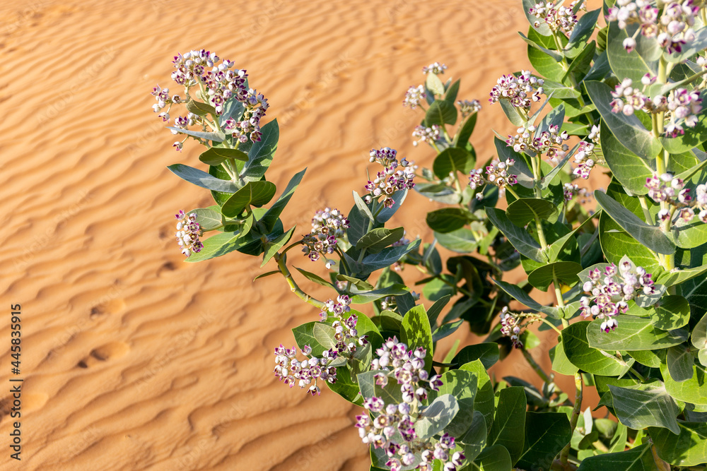 Sodom的苹果（Calotropis procera）植物，紫色花朵盛开，沙漠沙丘纹理