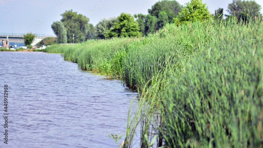 grass and water