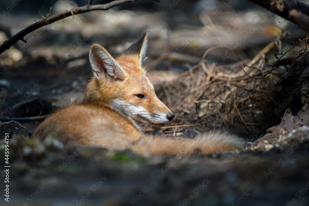 赤狐，森林中的vulpes vulpes。自然环境中的近距离野生捕食者